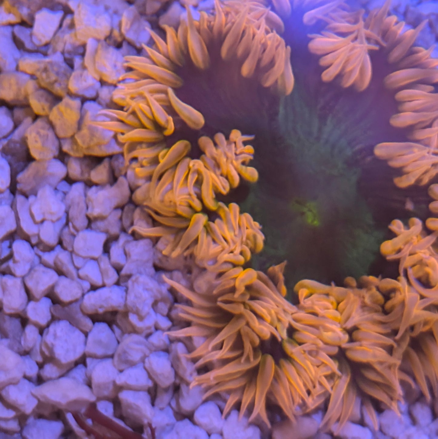 Pink Rim, Green Center Rock Flower Anemone