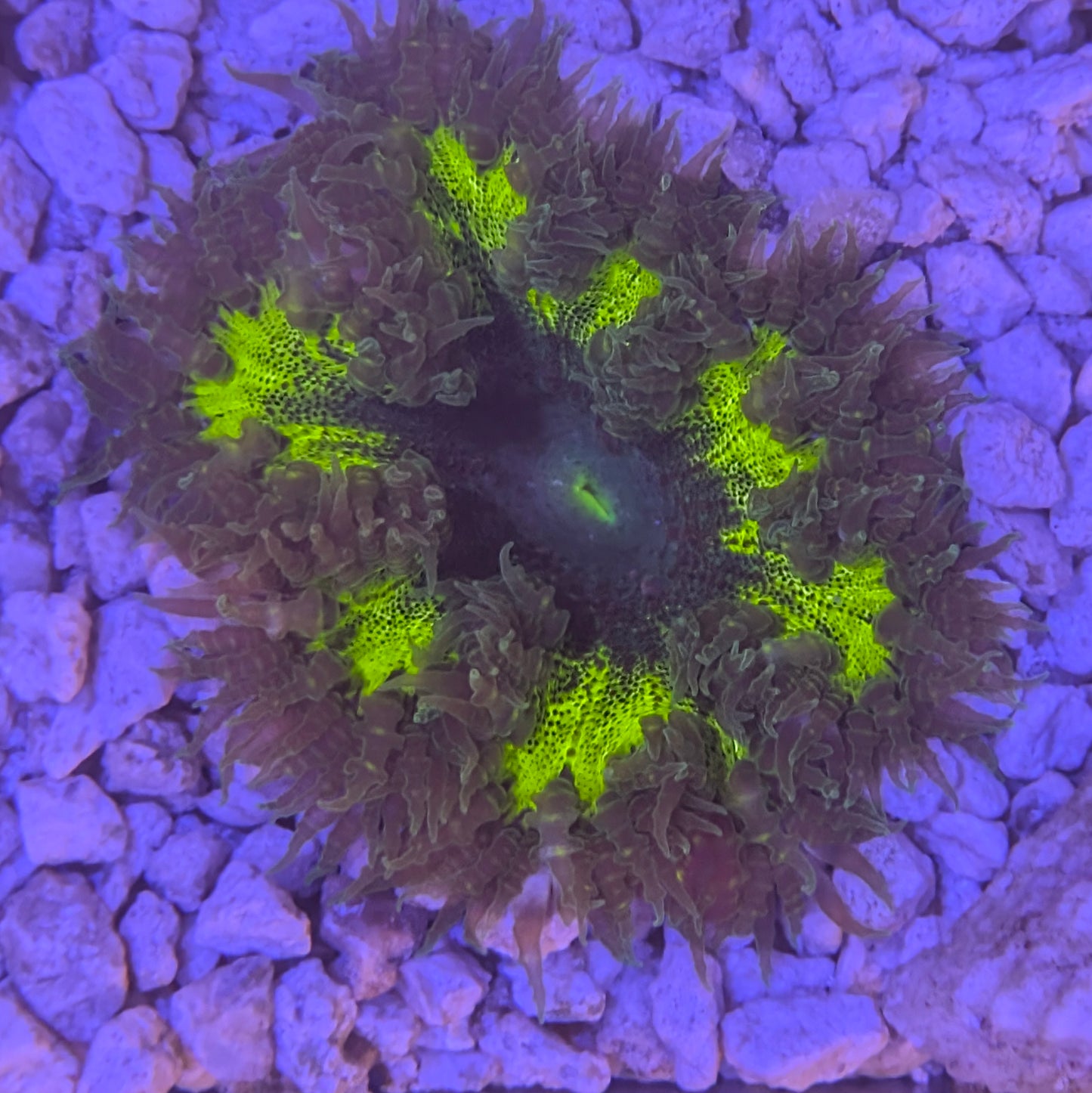 Green Rock Flower Anemone