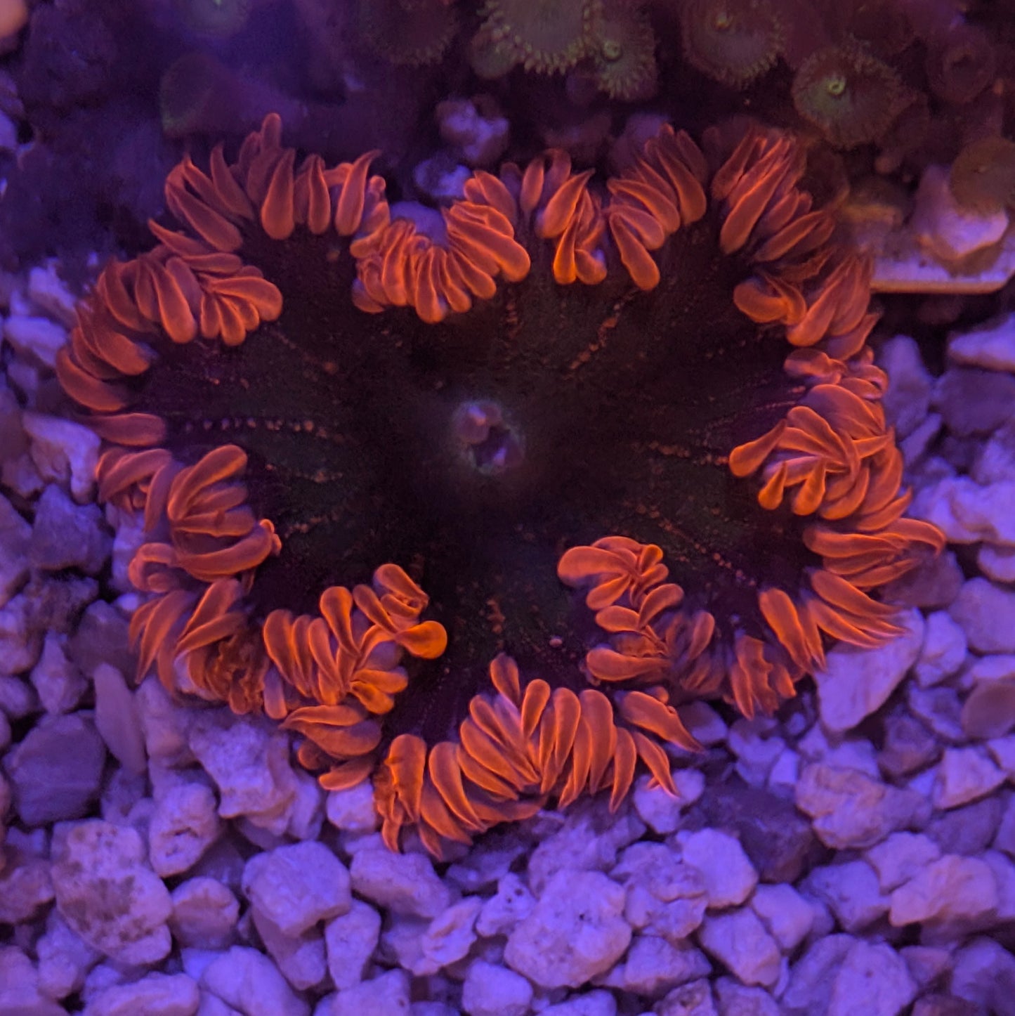 Red Rim Rock Flower Anemone