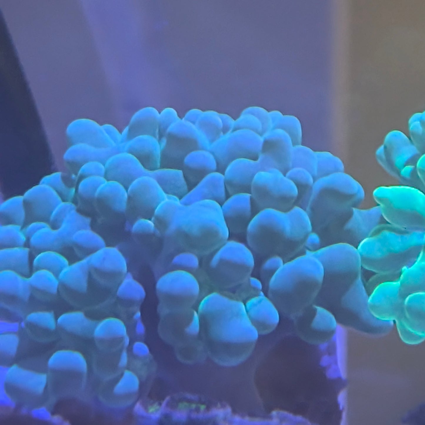 Catspaw Bubble Coral