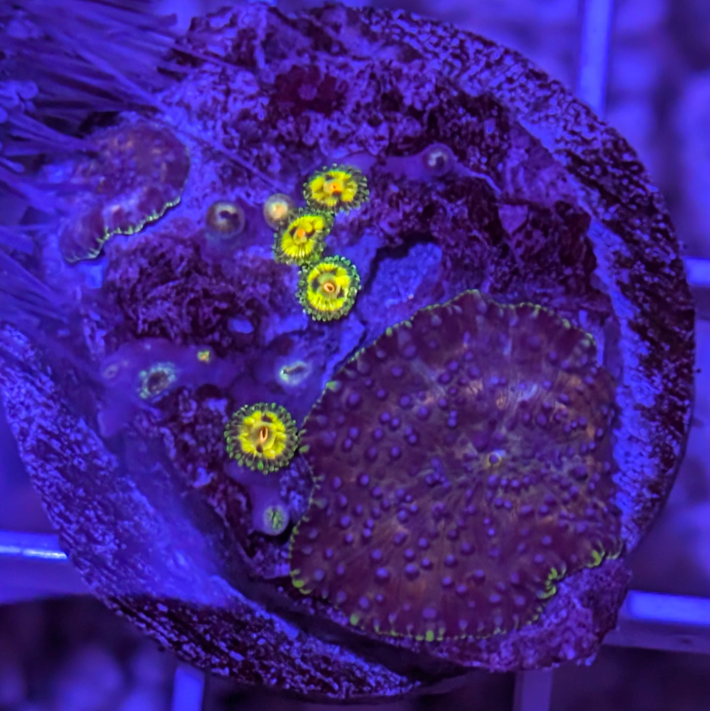 Double Mushroom with Unique Zoas