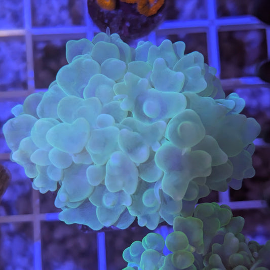 Catspaw Bubble Coral