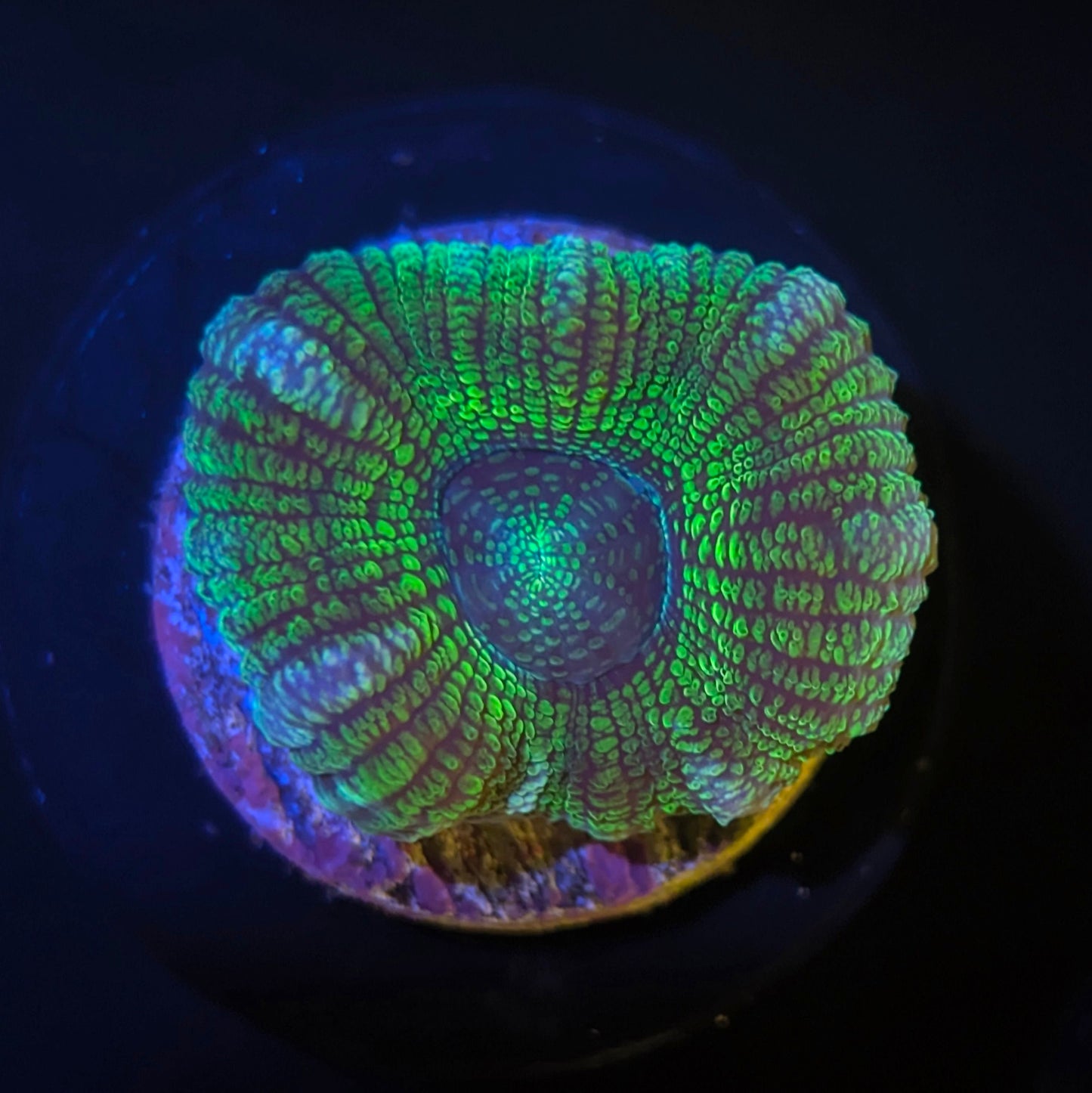 Green Star Acan