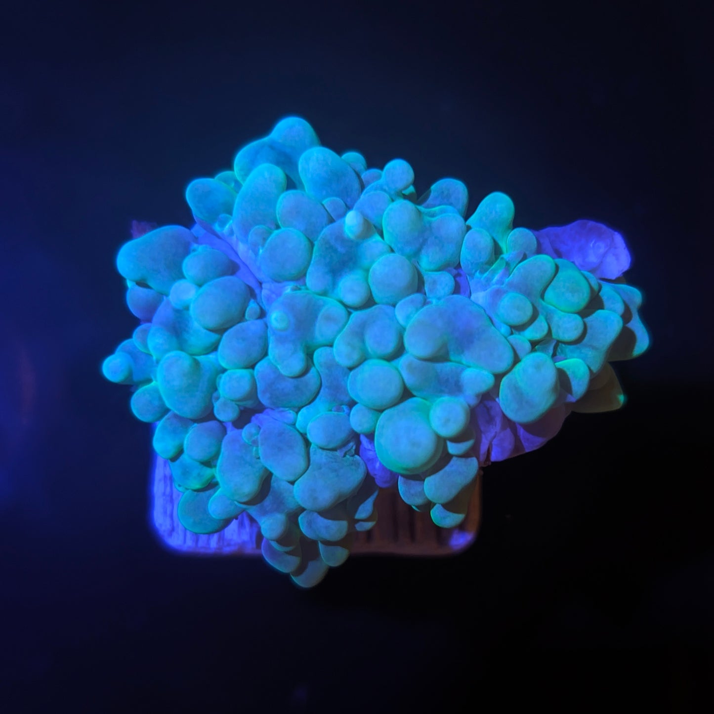 Catspaw Bubble Coral