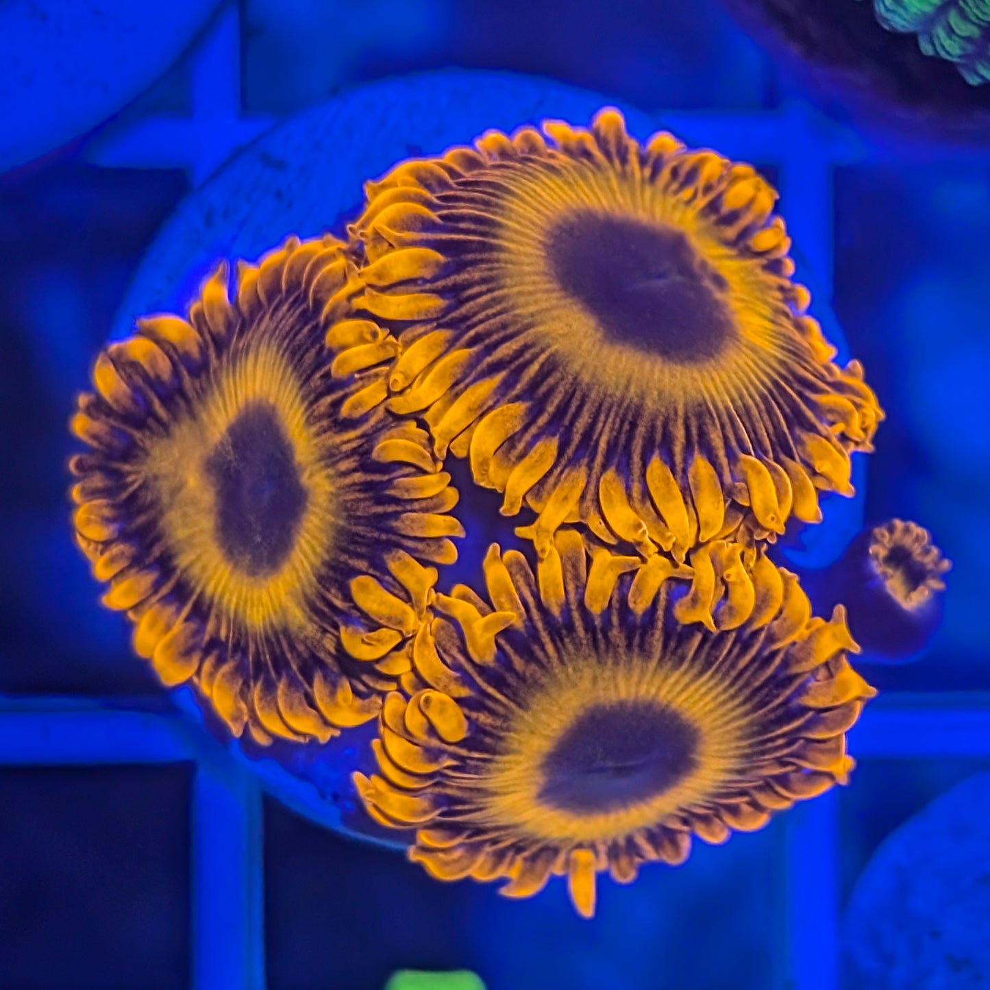 Orange Oxide Zoanthid