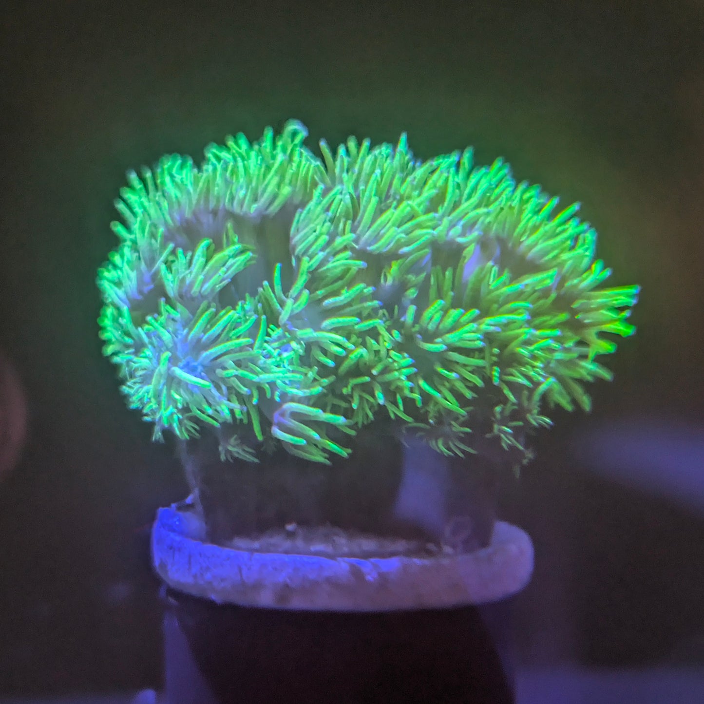 Green Goniopora Frag