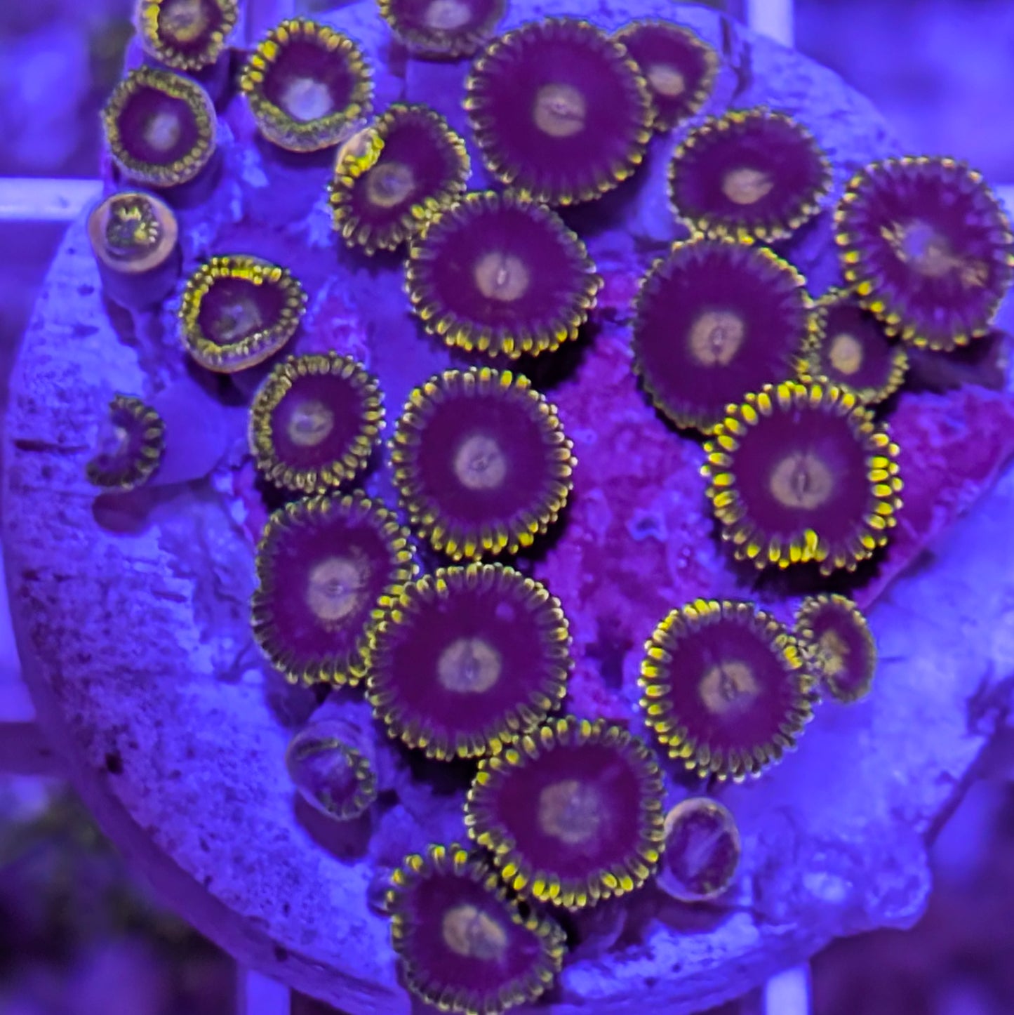 Blue with Yellow Rim Zoa